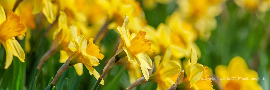 Yellow Daffodils, Bethesda Presbyterian Church