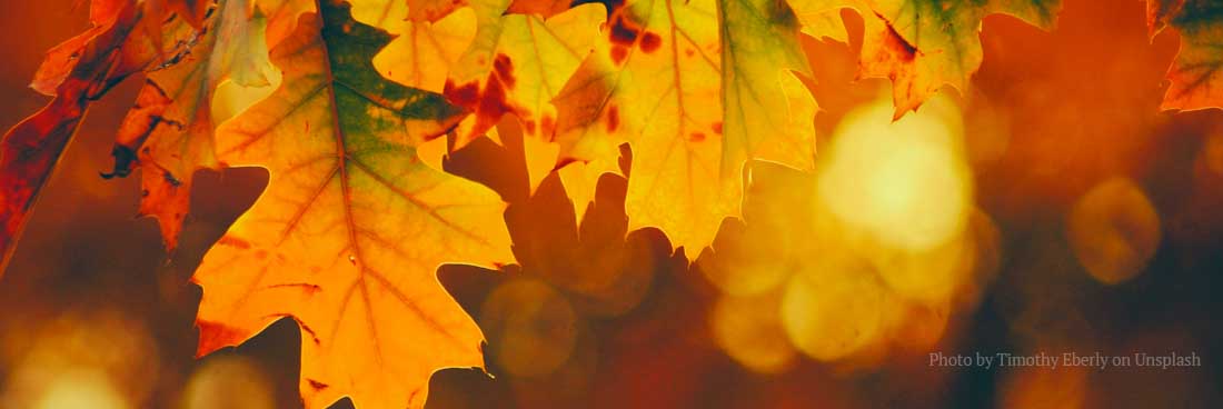 Fall Leaves, Bethesda Presbyterian Church