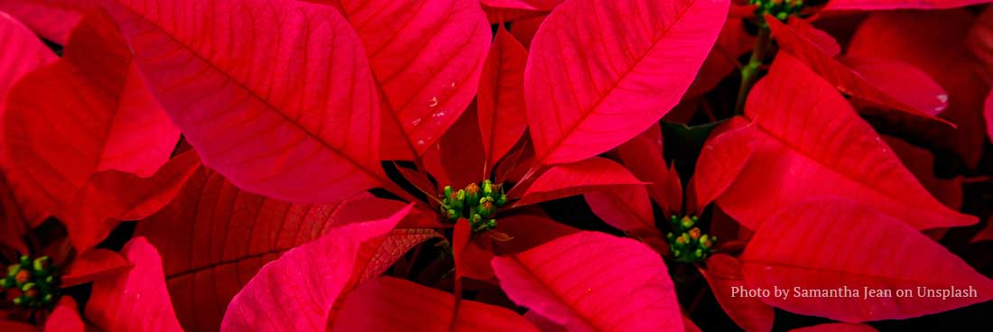 Poinsettias